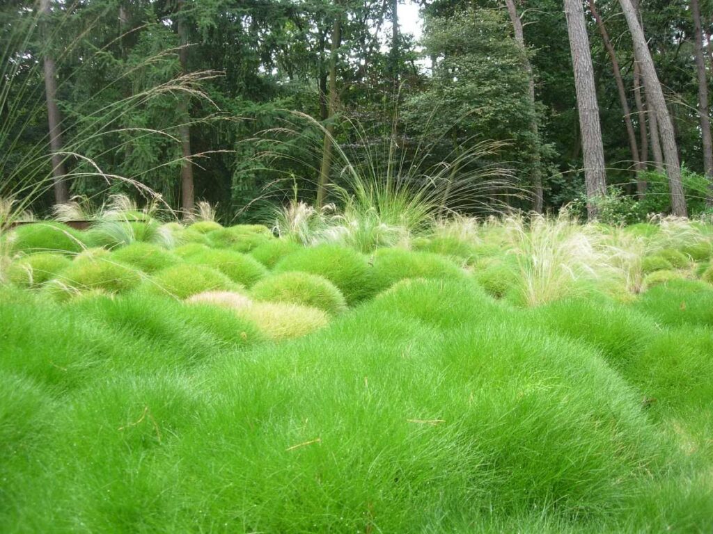 Moestuinen, advies en aanleg