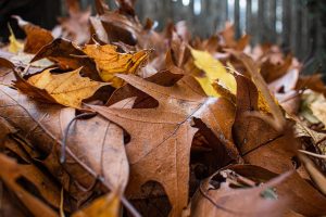 7 tuintips voor november