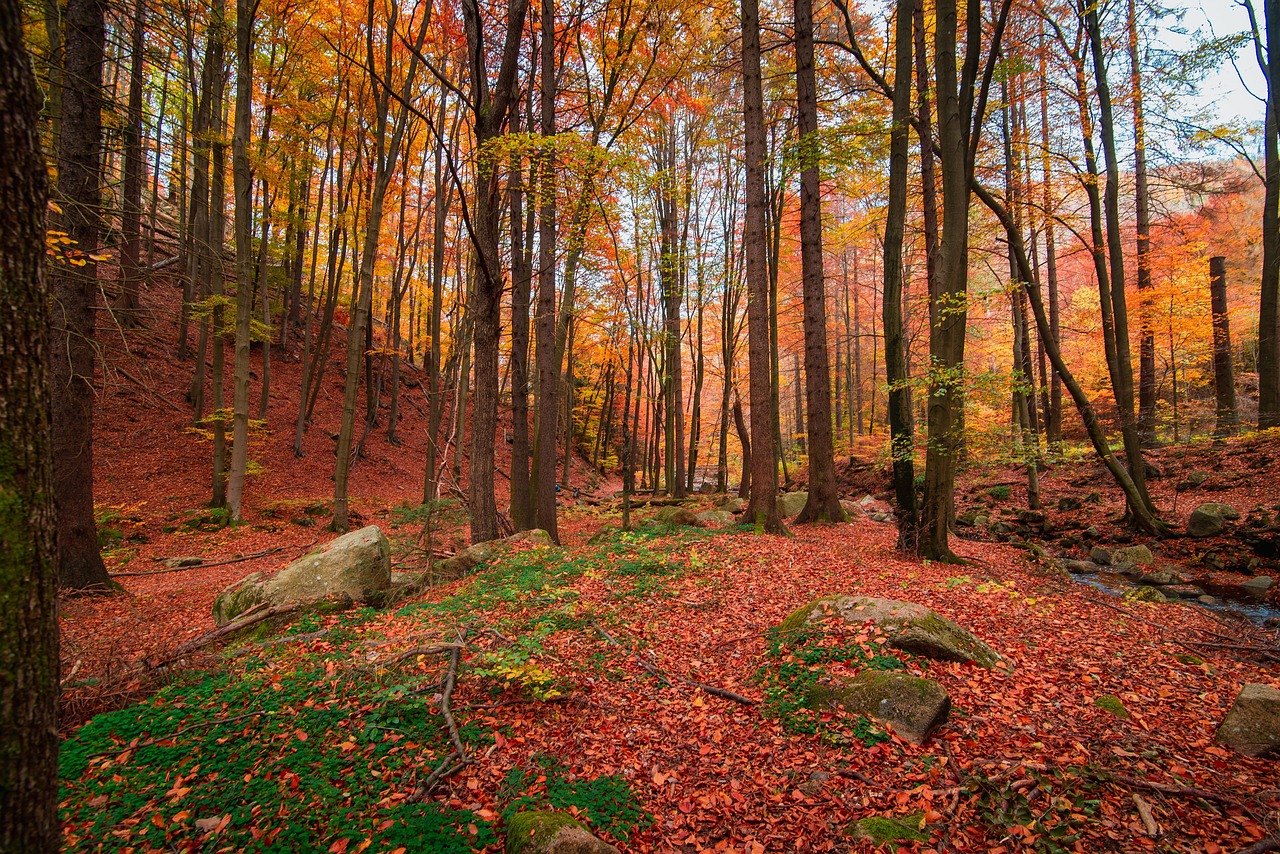 Herfstkleuren