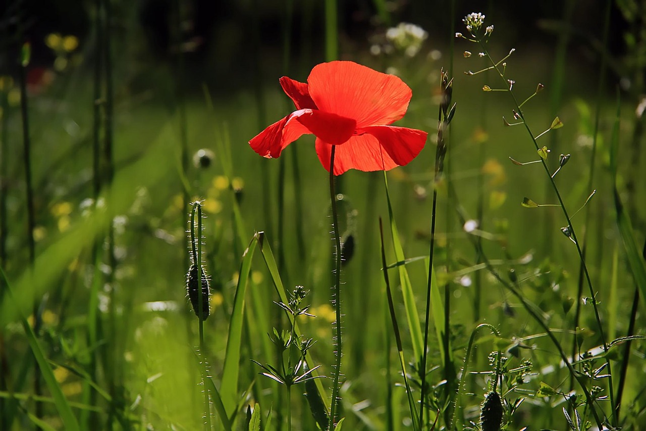 Tuinaanleg, zo maak je van je tuin een groene oase