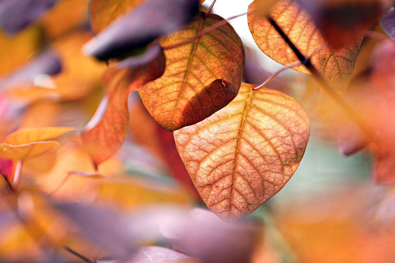 Tuinwerkzaamheden in oktober